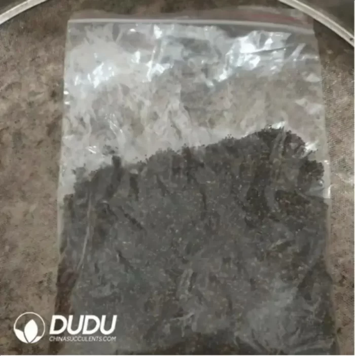 500Pcs Parodia scopa var. albispinus Seeds - Image 2