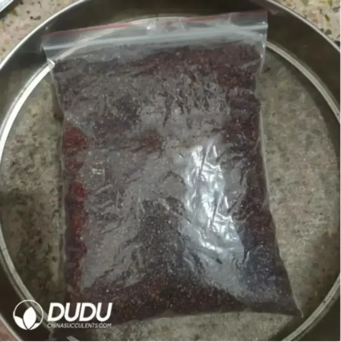 500Pcs Cactus-purple asterias Seeds - Image 2