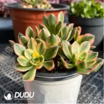 90MM Aeonium Sweet Tea Clustering - Image 2