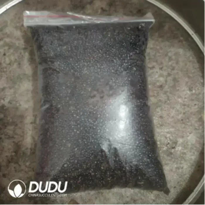 500Pcs Astrophytum Walnut Seeds - Image 2