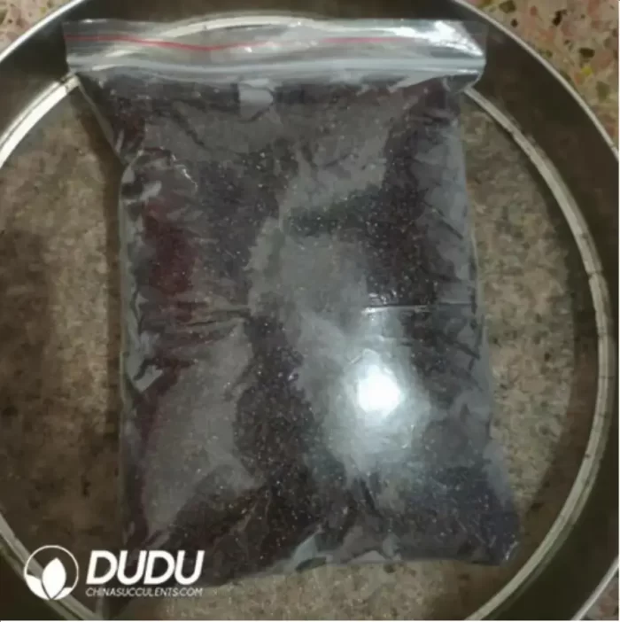 500Pcs Astrophytum Asterias Seeds - Image 2