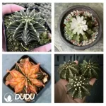500Pcs Gymnocalycium stenopleurum Seeds - Image 2