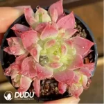 Graptopetalum Macdougallii - Image 2