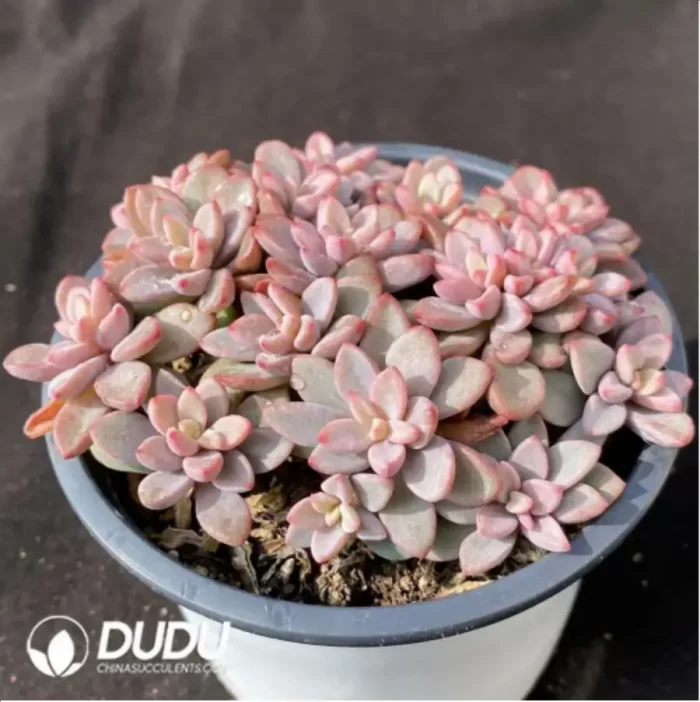Echeveria Purple Heart Clustering(Scattered Clustering) - Image 2
