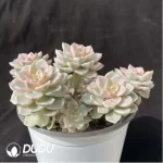Echeveria Pretty in Pink Variegated Clustering - Image 2
