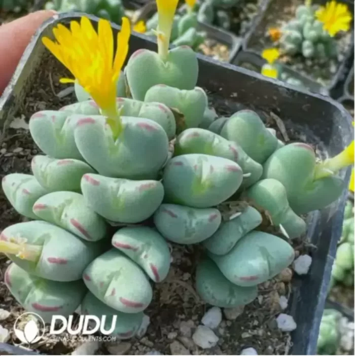 Conophytum luiseae Clustering - Image 2