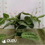 3.14/Pcs Maranta Plum Red-veined leafhopper(Plant)(100Pcs?? - Image 2