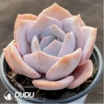Echeveria Jiujiu Yu - Image 2