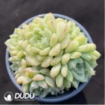 Echeveria Green Emerald Clustering - Image 2