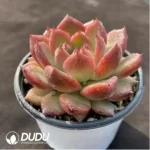 Echeveria Crape Myrtle - Image 2