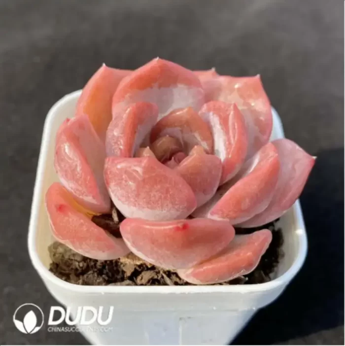 Echeveria Lychee Powder - Image 2