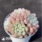 Graptoveria Snow Peach Clustering - Image 2