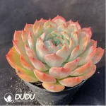 Echeveria Caroline - Image 2