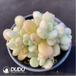Echeveria Billgates Clustering - Image 2