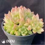 Echeveria Lune Clustering - Image 2