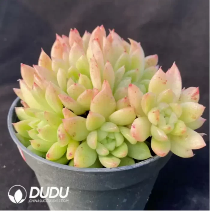 Echeveria Lune Clustering - Image 2