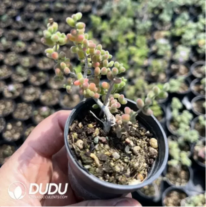 Dicrocaulon Tangerine Candy Balls - Image 2