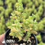 Dicrocaulon Ramulosum Rice Grain - Image 2