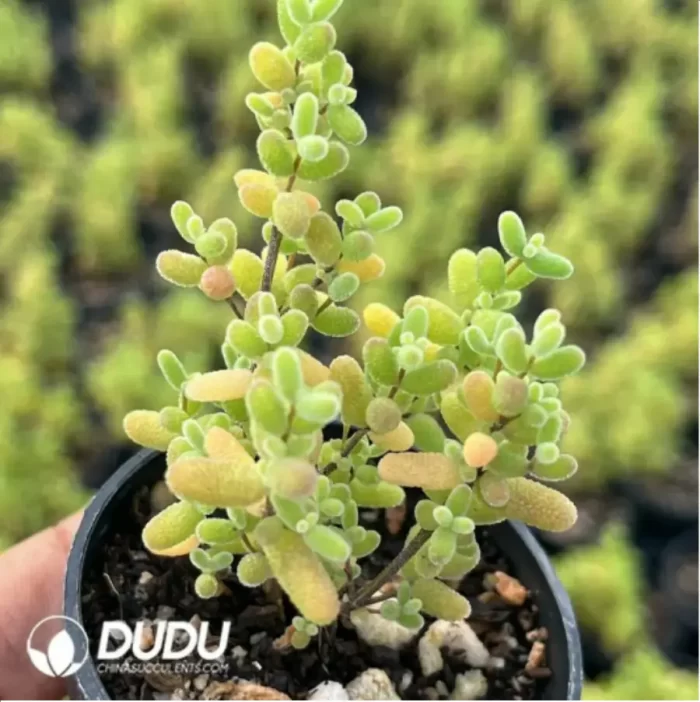 Dicrocaulon Ramulosum Rice Grain - Image 2