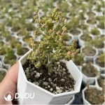 Dicrocaulon Ramulosum Cat Tongue - Image 2