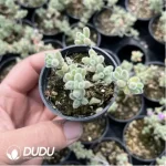 Dicrocaulon Ramulosum Red Gem - Image 2