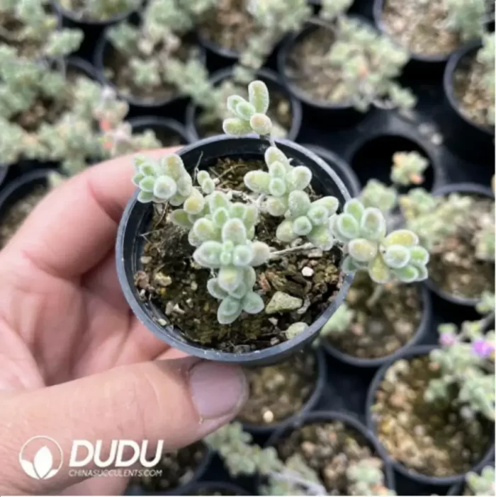 Dicrocaulon Ramulosum Red Gem - Image 2