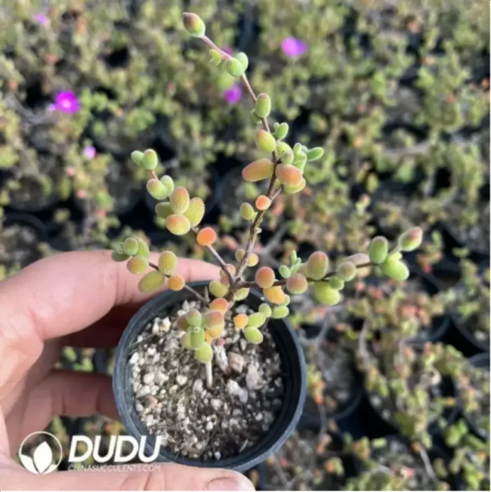 Senna meridionalis - Image 2