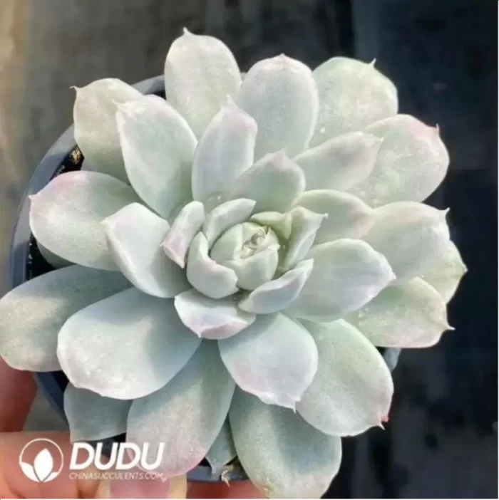 Echeveria The Simpsons Variegated - Image 2