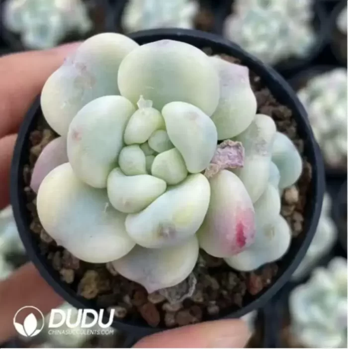 Sedum Raul variegated - Image 2