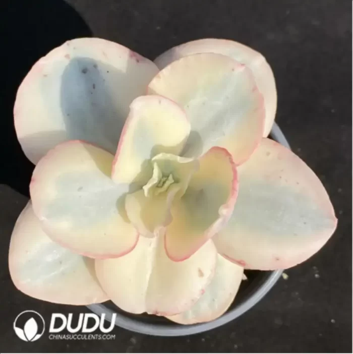 Echeveria Suyon Variegated - Image 2
