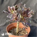 Aeonium Ink painting and painting Clustering - Image 2