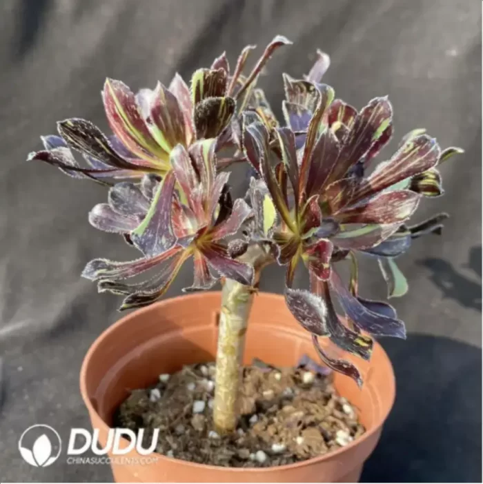 Aeonium Ink painting and painting Clustering - Image 2