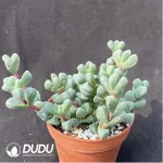 Crassula Astridia velutina variegated Clustering - Image 2