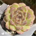 Echeveria Black Sand Beach - Image 2