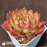 Echeveria bonfire - Image 2