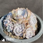 Echeveria Hamburger Clustering - Image 2