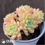 Echeveria miama changdi clustering - Image 2