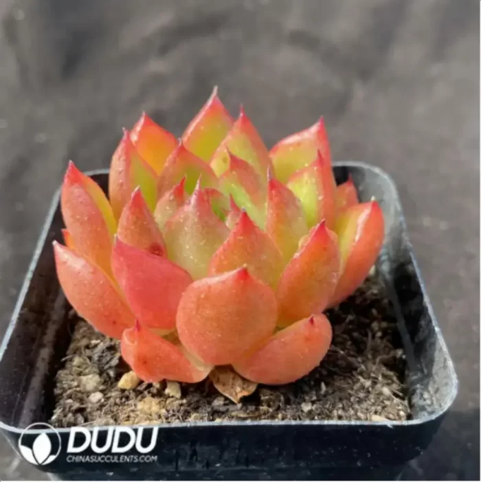 Echeveria Chili Sauce - Image 2