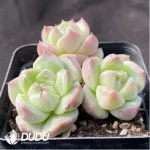 Echeveria  Golden Quartz Monstrose Clustering - Image 2