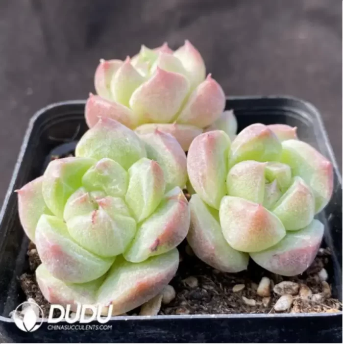 Echeveria  Golden Quartz Monstrose Clustering - Image 2