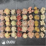 Echeveria AC Collocation-9 - Image 2