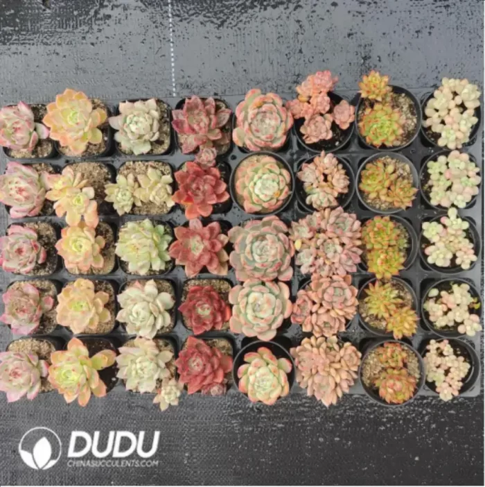 Echeveria AC Collocation-9 - Image 2