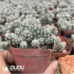 Cactus-Chamaecereus Silvestrii - Image 2