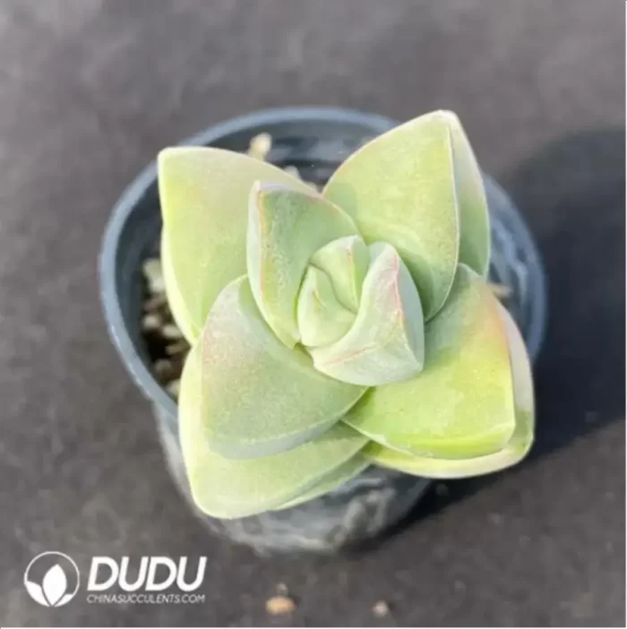 Crassula Moonglow Variegated - Image 2