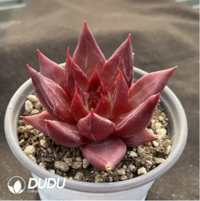 Echeveria Red Soul - Image 2