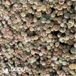 Aeonium Arboreum Velour European Crestata(small) - Image 2