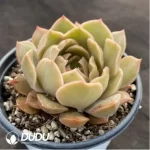 Echeveria Kiss - Image 2