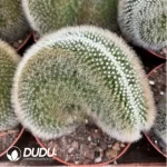 Frailea mammifera subs. angelesiae - Image 2