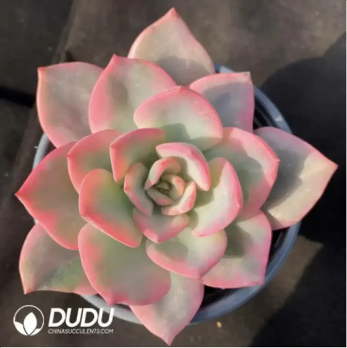 Echeveria Pink Harry Variegated - Image 2