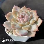 Echeveria Strawberry Jam - Image 2